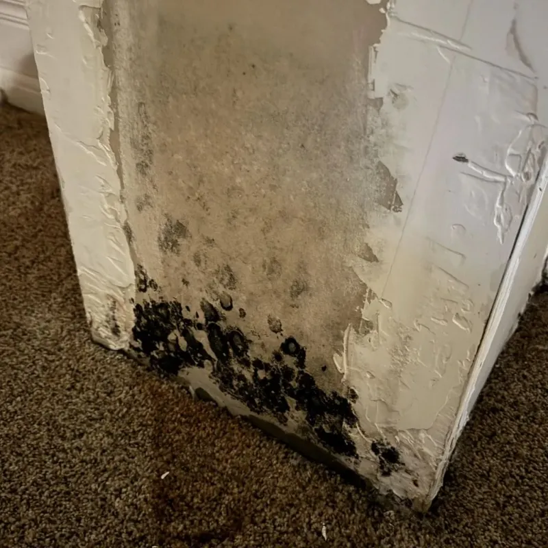 Professional Mold Removal in Golden Valley, MN
